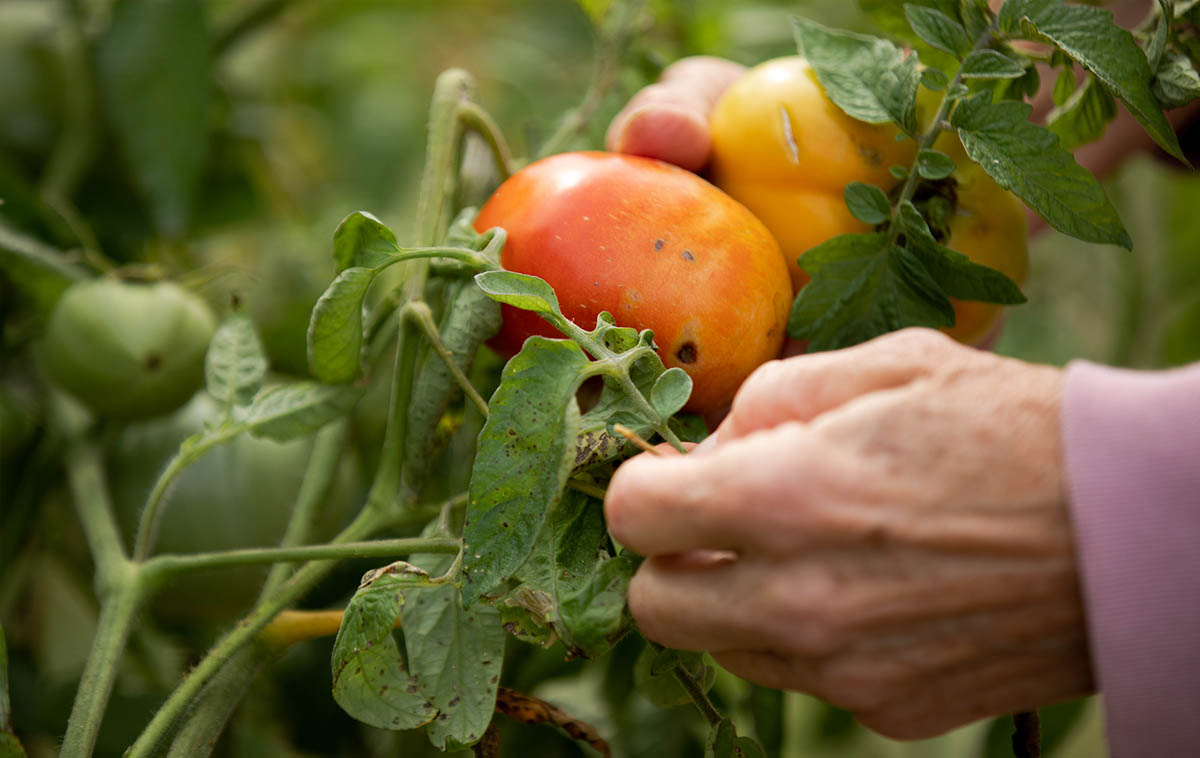 a person is picking tomatoes from a plant