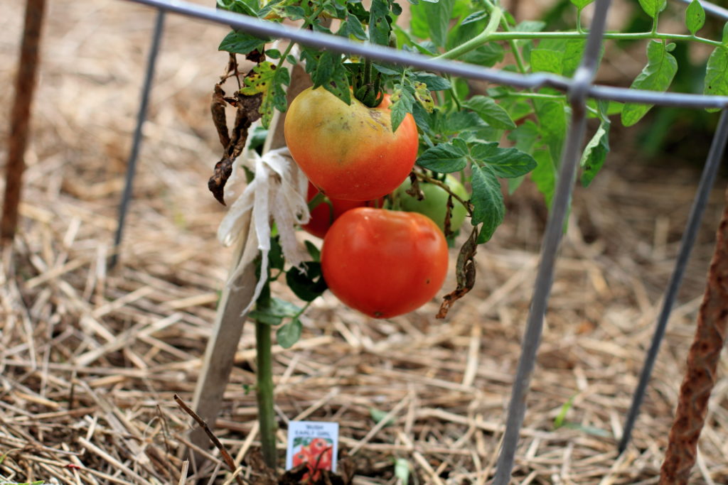 a tomato plant with a label that says ' tomato ' on it