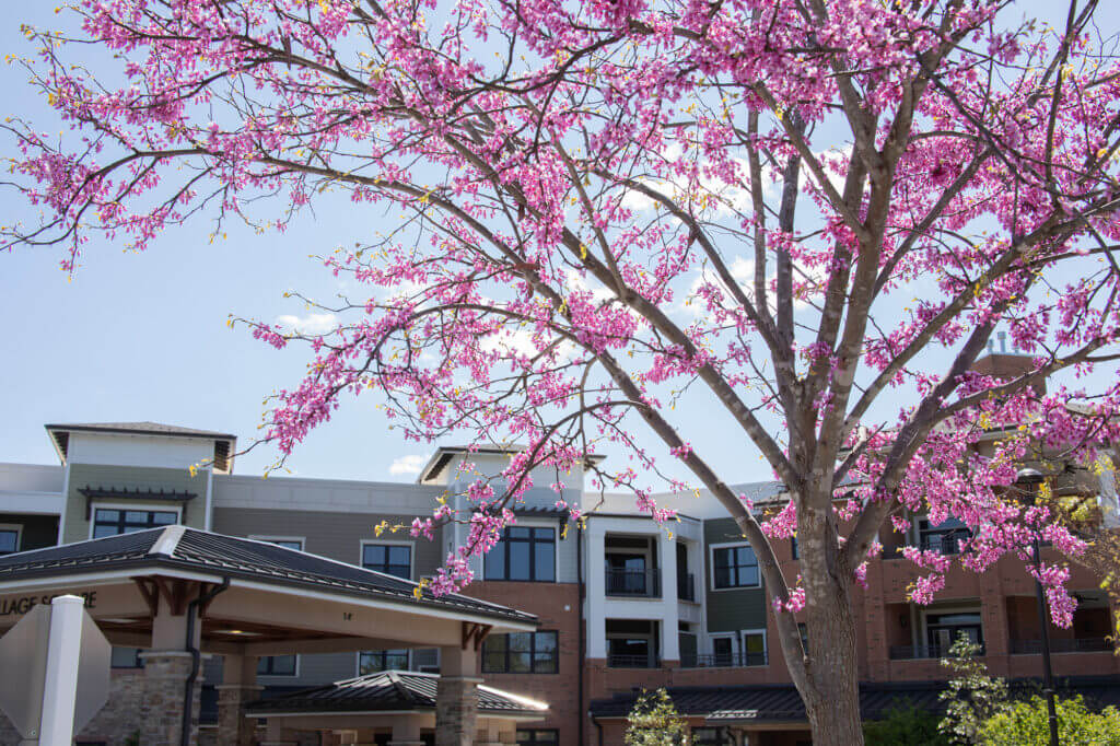 a tree with pink flowers in front of a building